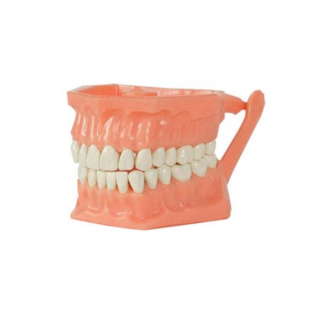 TIPODONTO PLASTICO ECONOMICO